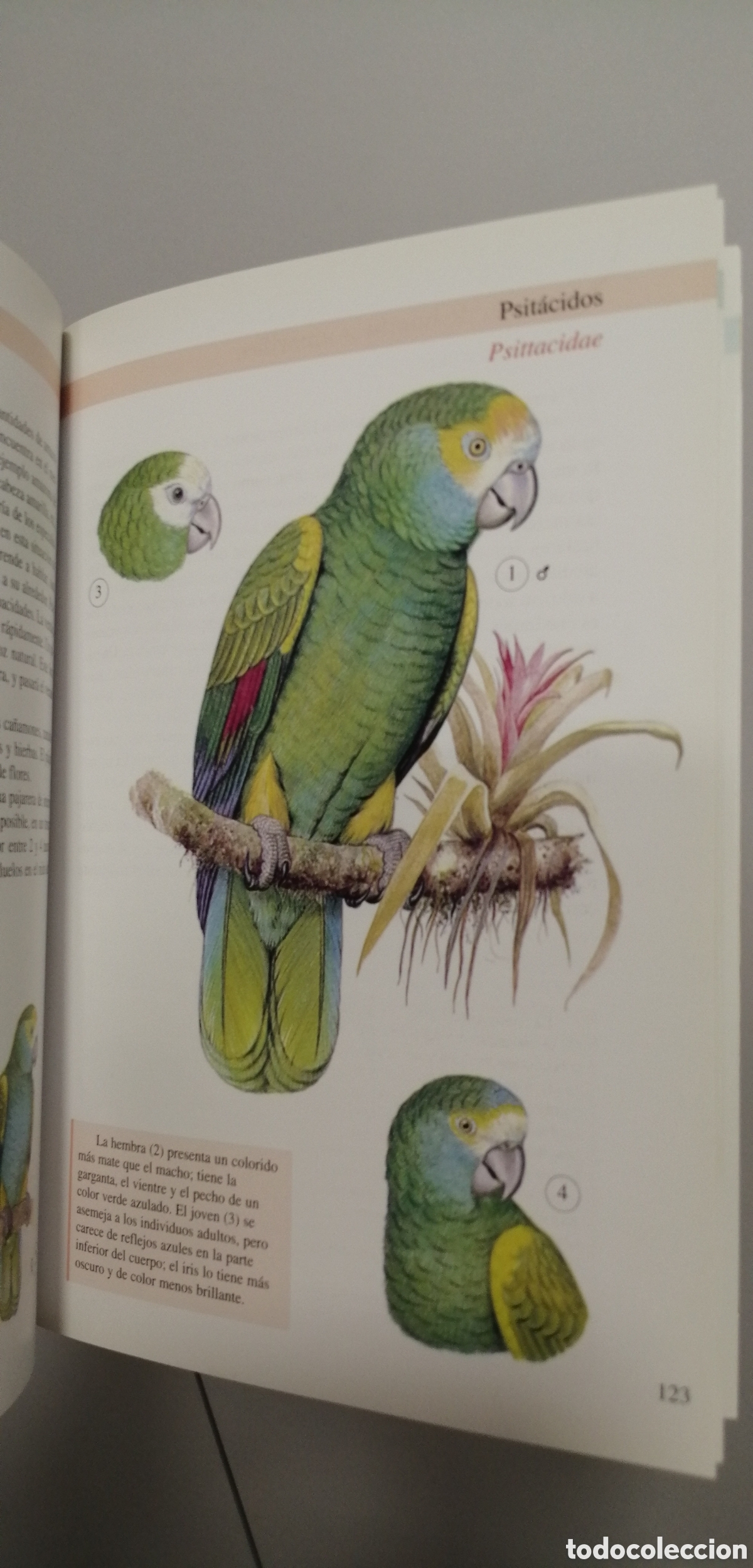 Libros de segunda mano: Aves de jaula Tikal 2009 - Foto 16