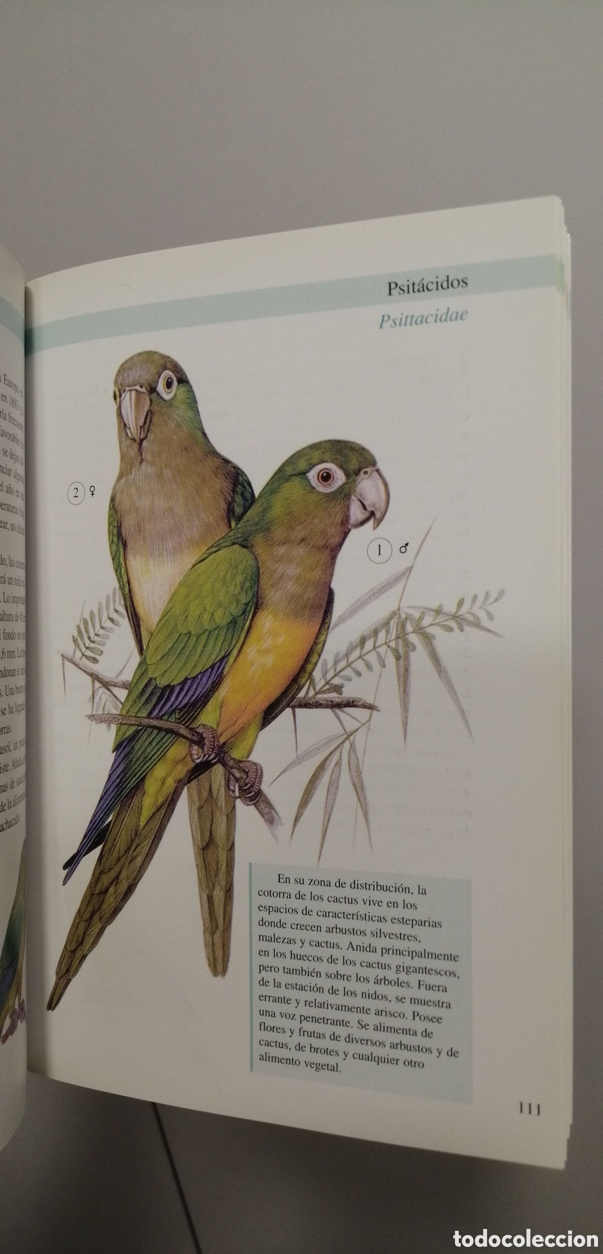 Libros de segunda mano: Aves de jaula Tikal 2009 - Foto 17