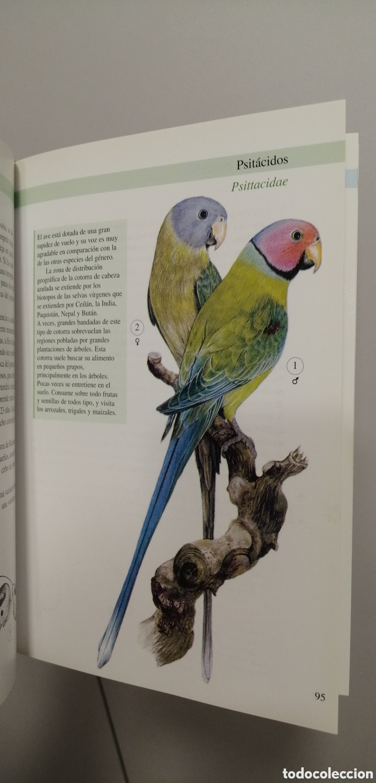 Libros de segunda mano: Aves de jaula Tikal 2009 - Foto 18