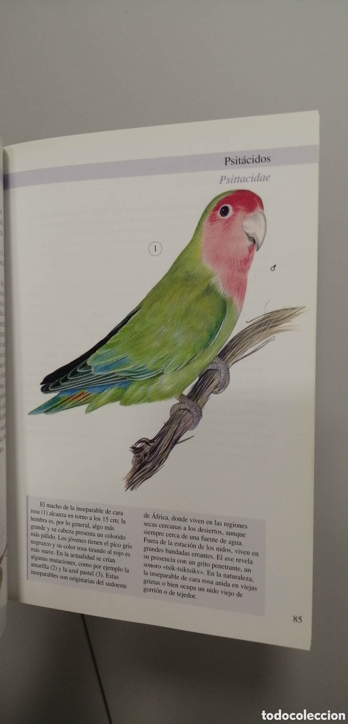 Libros de segunda mano: Aves de jaula Tikal 2009 - Foto 19