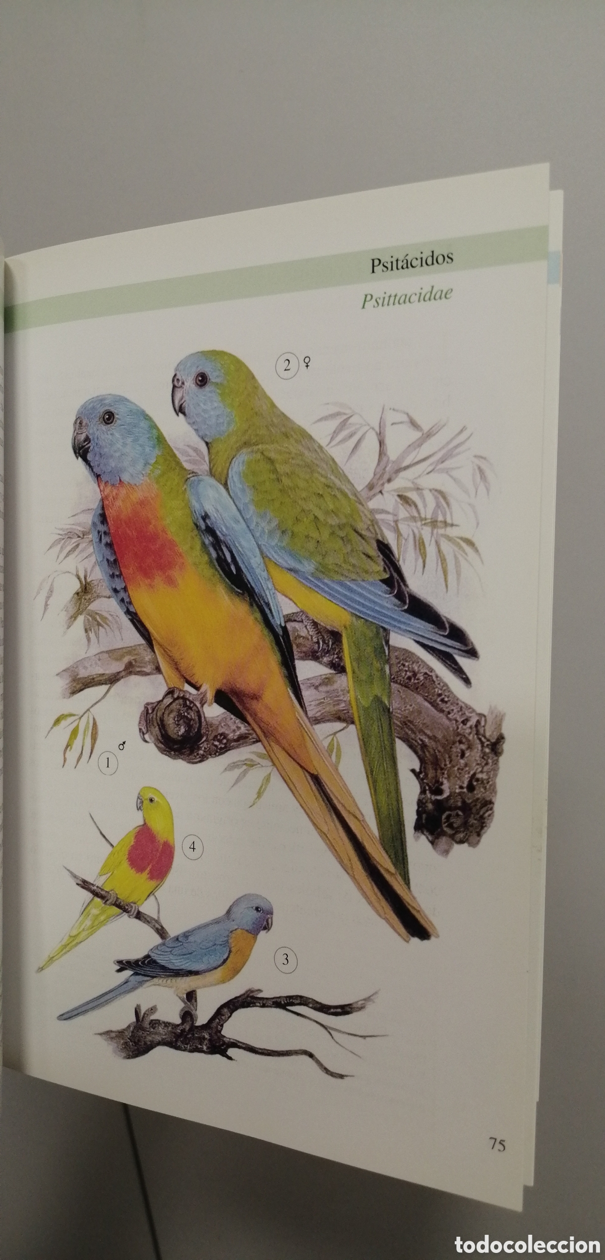 Libros de segunda mano: Aves de jaula Tikal 2009 - Foto 20