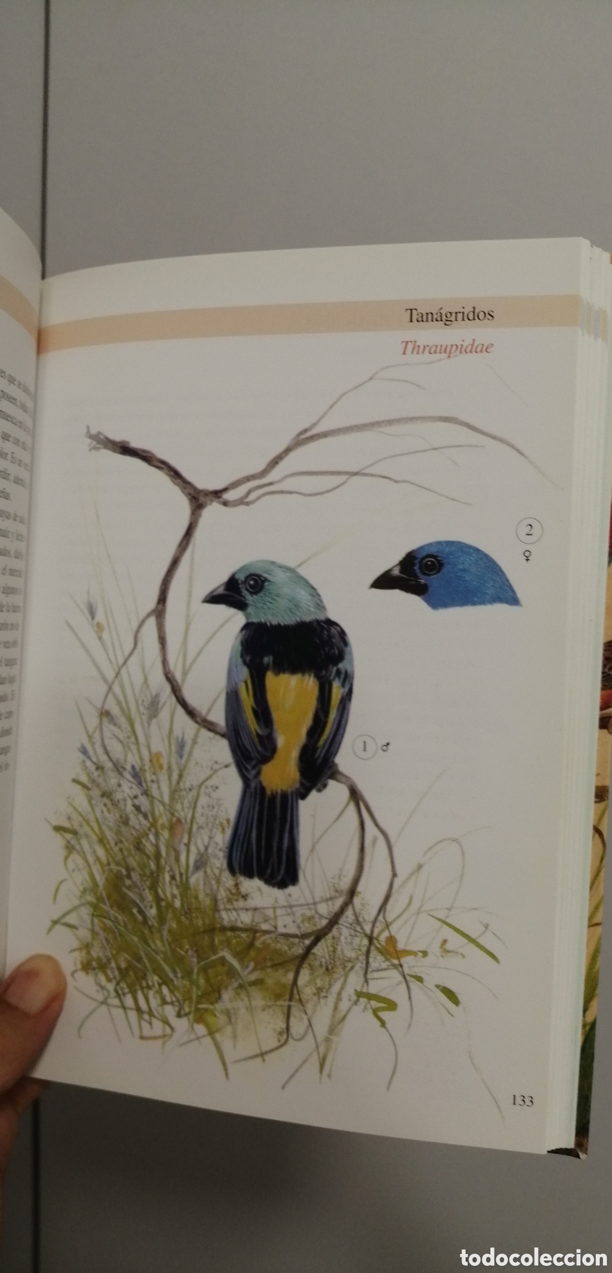 Libros de segunda mano: Aves de jaula Tikal 2009 - Foto 21