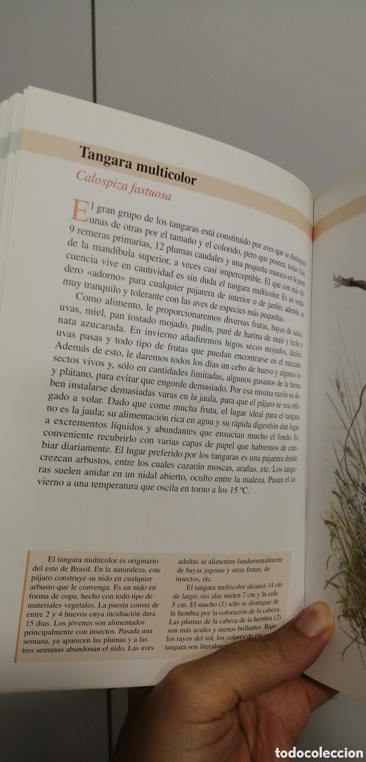 Libros de segunda mano: Aves de jaula Tikal 2009 - Foto 22
