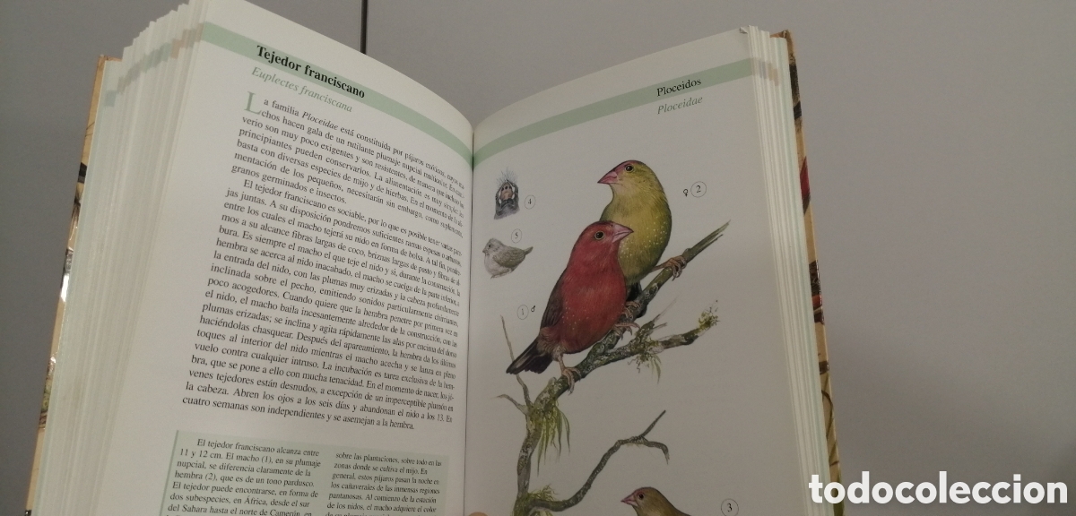 Libros de segunda mano: Aves de jaula Tikal 2009 - Foto 23