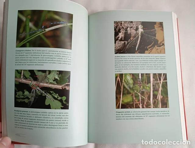 Libros de segunda mano: Libro Rojo de la Fauna de Asturias - Animales - Foto 4