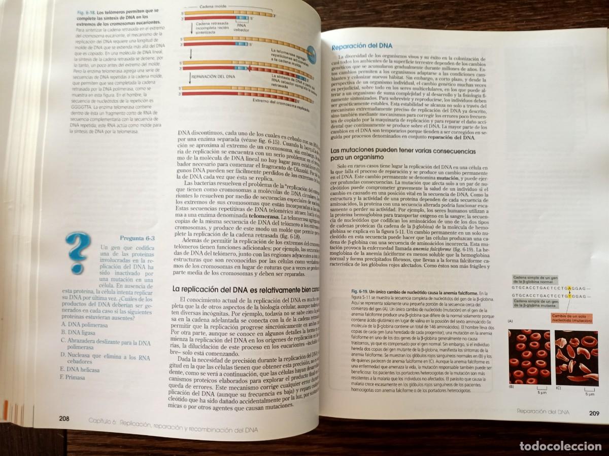Libros de segunda mano: INTRODUCCI&Oacute;N A LA BIOLOG&Iacute;A CELULAR. LIBRO COMPLETO SIN TAPAS. EDITORIAL PANAMERICANA. 2&ordf; EDIC 2006. - Foto 20