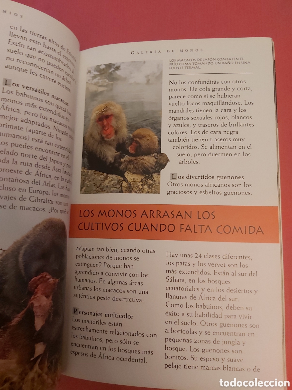 Libros de segunda mano: SIMIOS Y OTROS PRIMATES PELUDOS # MEGA BITES # ALHAMBRA 2002 - Foto 3