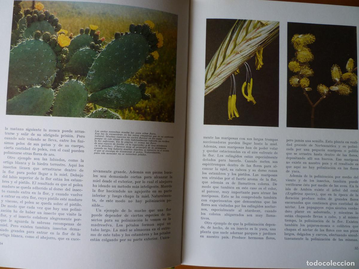 Libros de segunda mano: MARAVILLAS DEL MUNDO VERDE - Foto 4