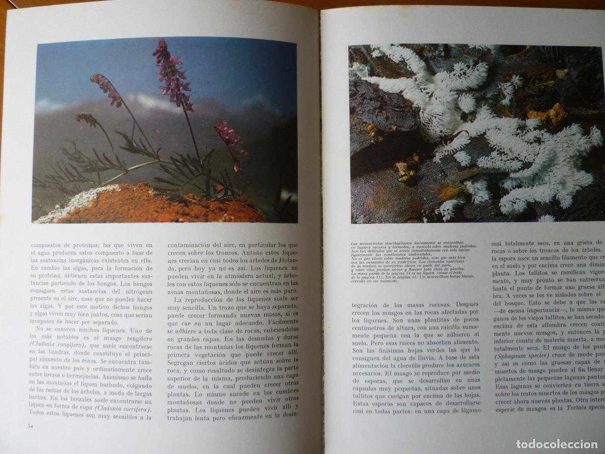 Libros de segunda mano: MARAVILLAS DEL MUNDO VERDE - Foto 5