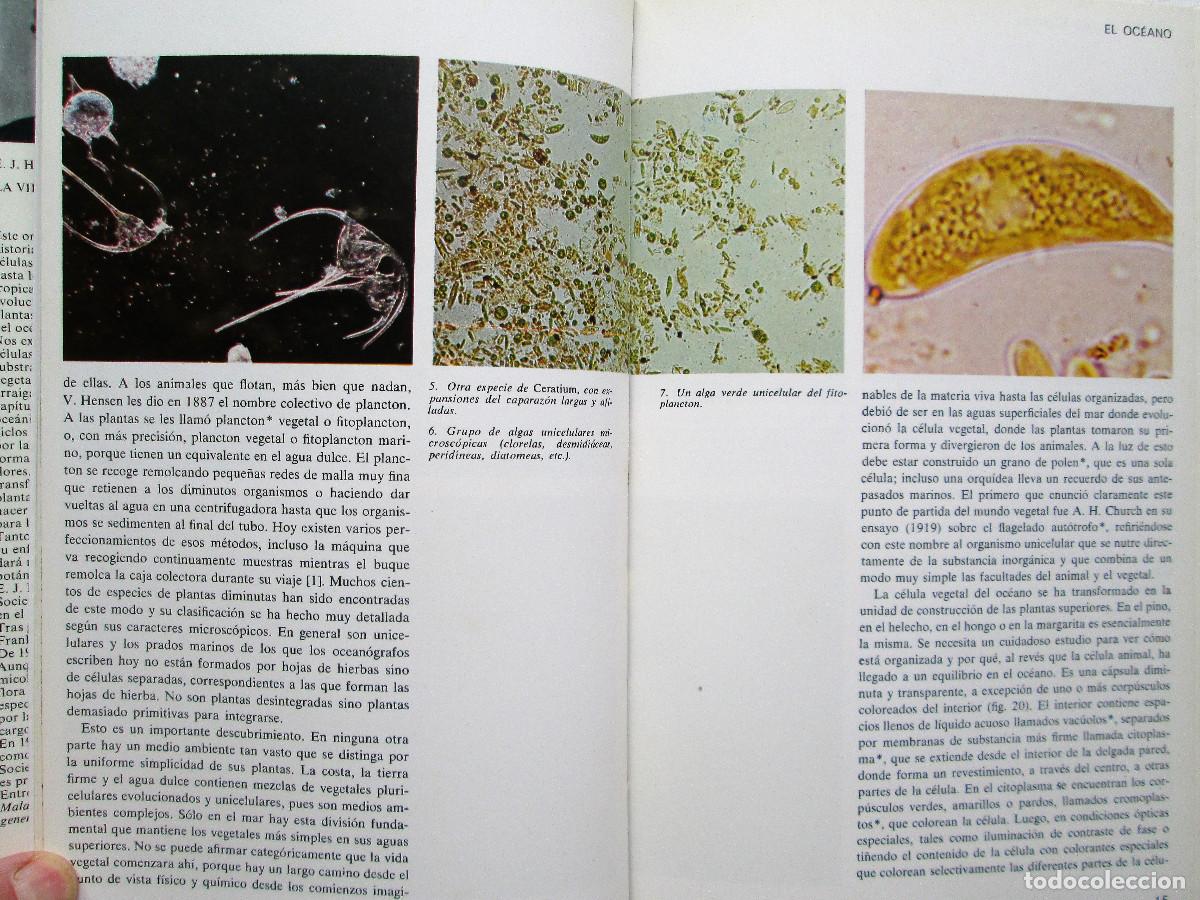 Libros de segunda mano: LA VIDA DE LAS PLANTAS &ndash; E. J. H. CORNER - Foto 4