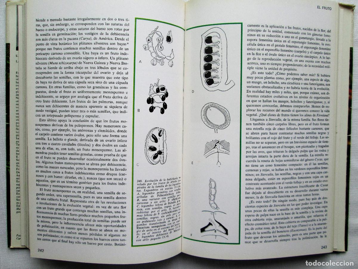 Libros de segunda mano: LA VIDA DE LAS PLANTAS &ndash; E. J. H. CORNER - Foto 6