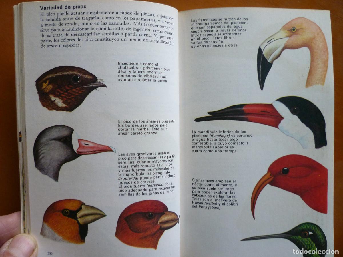 Libros de segunda mano: VIDA Y COSTUMBRE DE LAS AVES - Foto 3