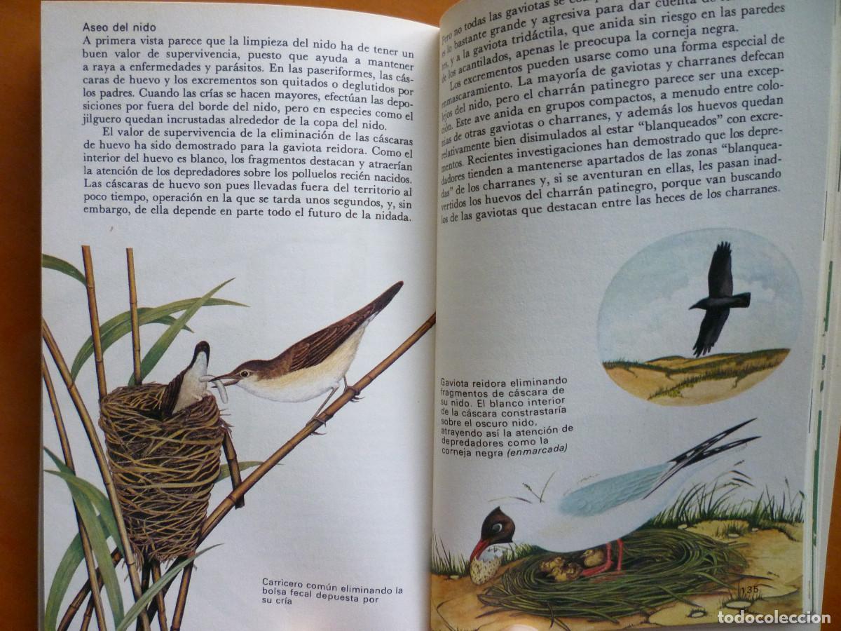 Libros de segunda mano: VIDA Y COSTUMBRE DE LAS AVES - Foto 5