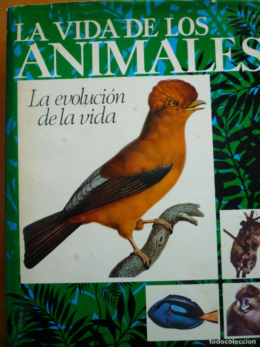 Libros de segunda mano: LA VIDA DE LOS ANIMALES - LA EVOLUCION DE LA VIDA - Foto 1
