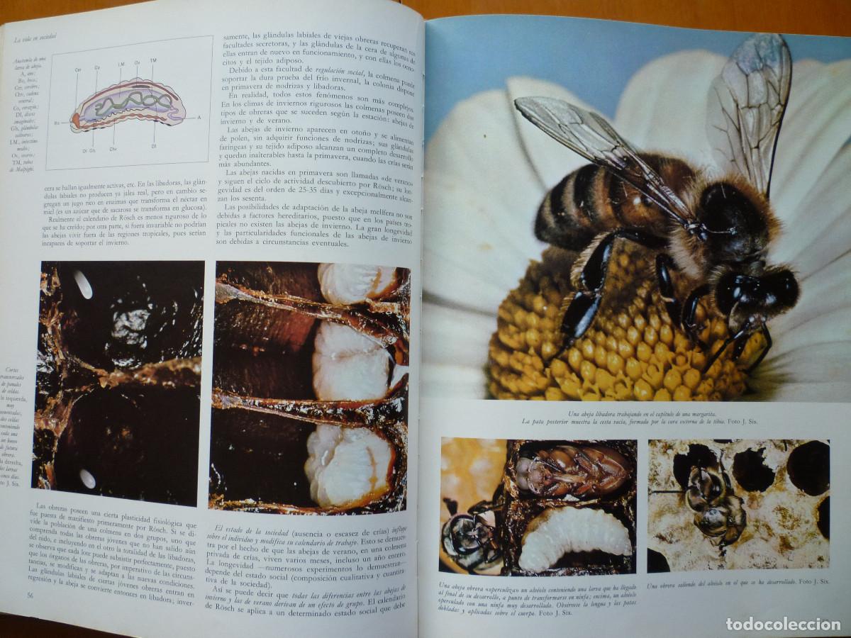 Libros de segunda mano: LA VIDA DE LOS ANIMALES - LA EVOLUCION DE LA VIDA - Foto 4
