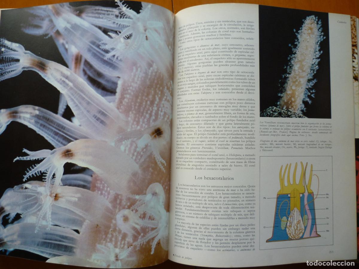 Libros de segunda mano: LA VIDA DE LOS ANIMALES - LA EVOLUCION DE LA VIDA - Foto 6