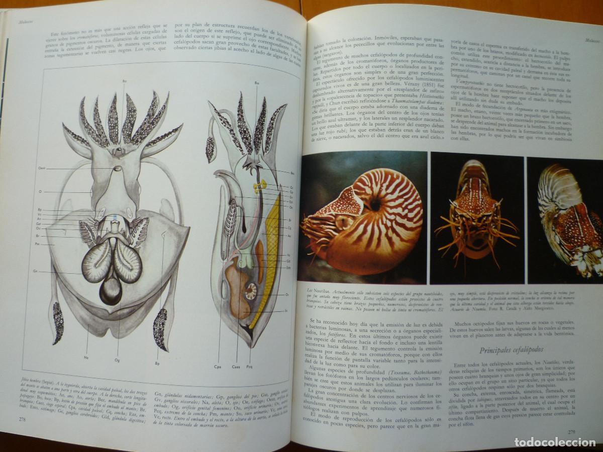 Libros de segunda mano: LA VIDA DE LOS ANIMALES - LA EVOLUCION DE LA VIDA - Foto 7