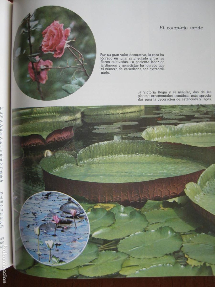 Libros de segunda mano: HISTORIA NATURAL ILUSTRADA - EDITORIAL SOPENA - Foto 10