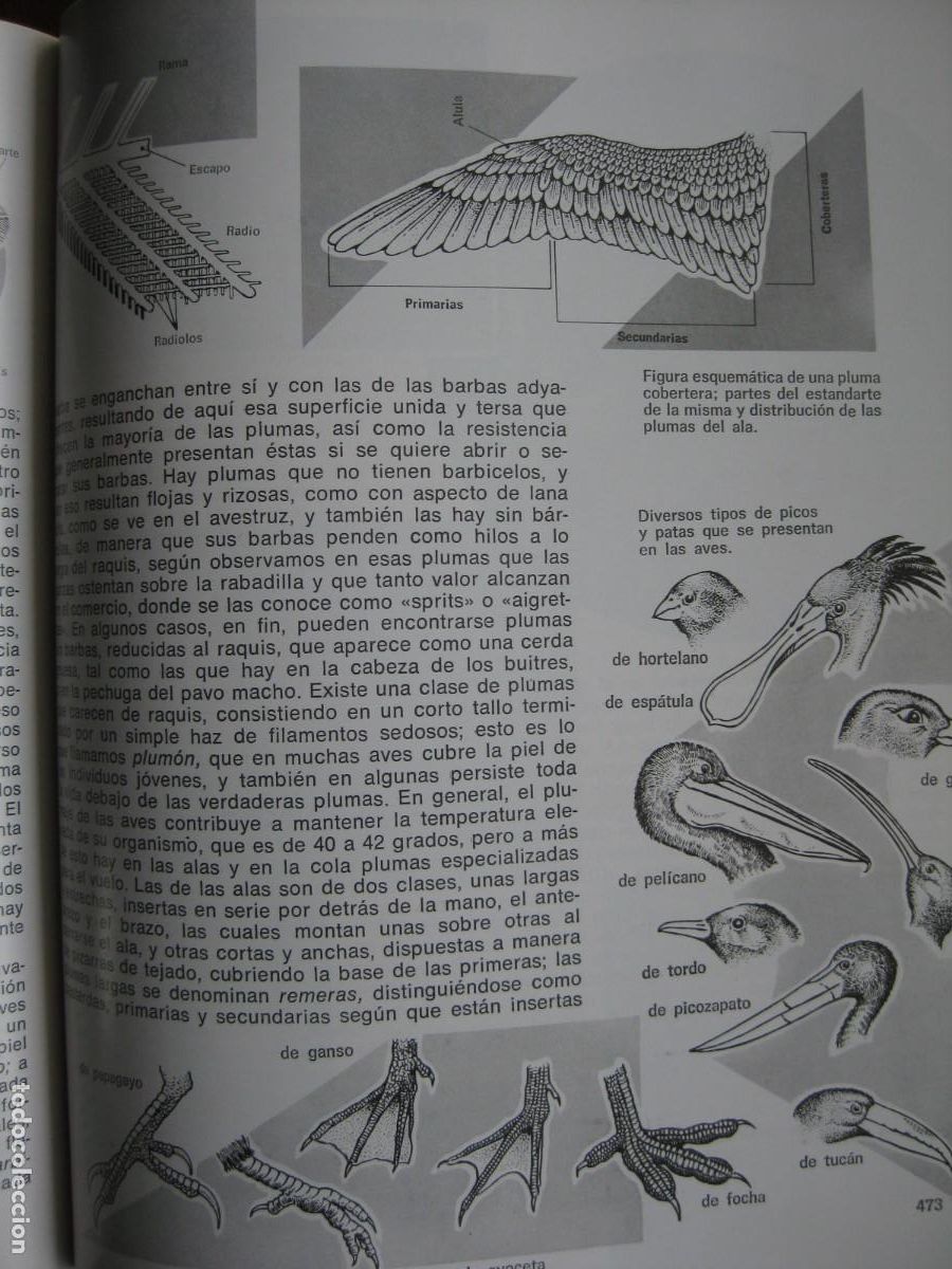 Libros de segunda mano: HISTORIA NATURAL ILUSTRADA - EDITORIAL SOPENA - Foto 12