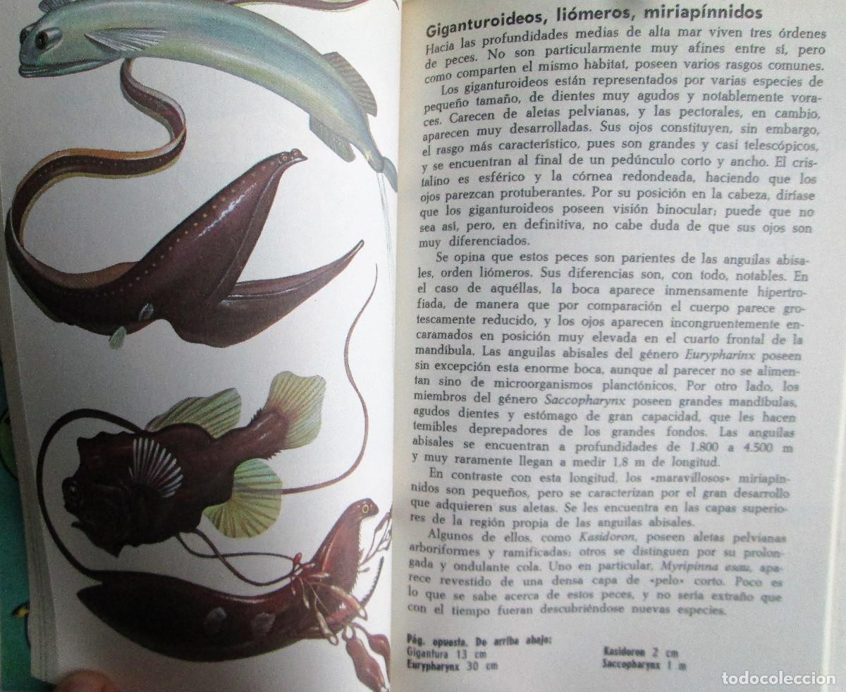 Libros de segunda mano: LOS PECES &ndash; ALLAN COOPER - Foto 4