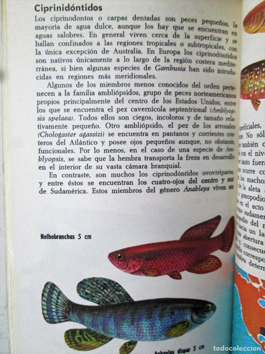 Libros de segunda mano: LOS PECES &ndash; ALLAN COOPER - Foto 5