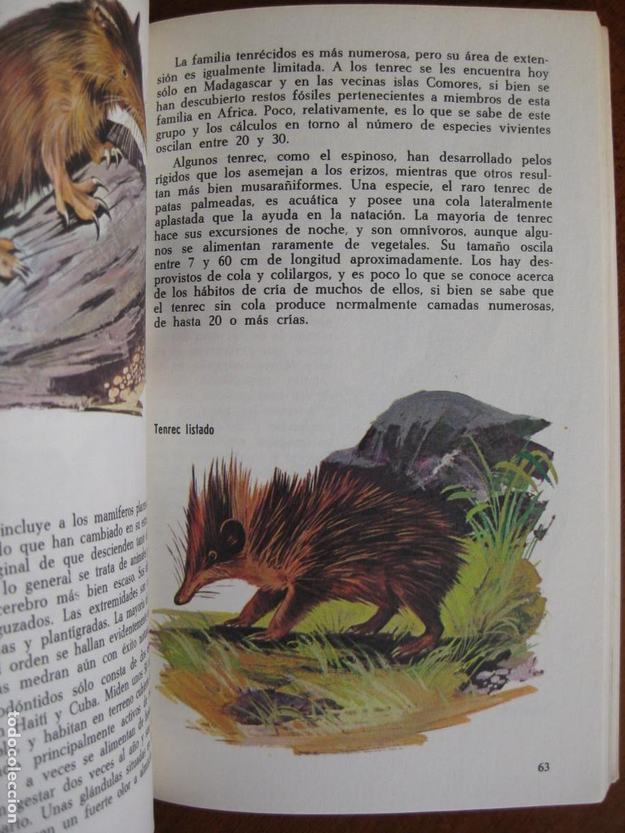Libros de segunda mano: LOS MAMIFEROS &ndash; Michael Boorer - Foto 4