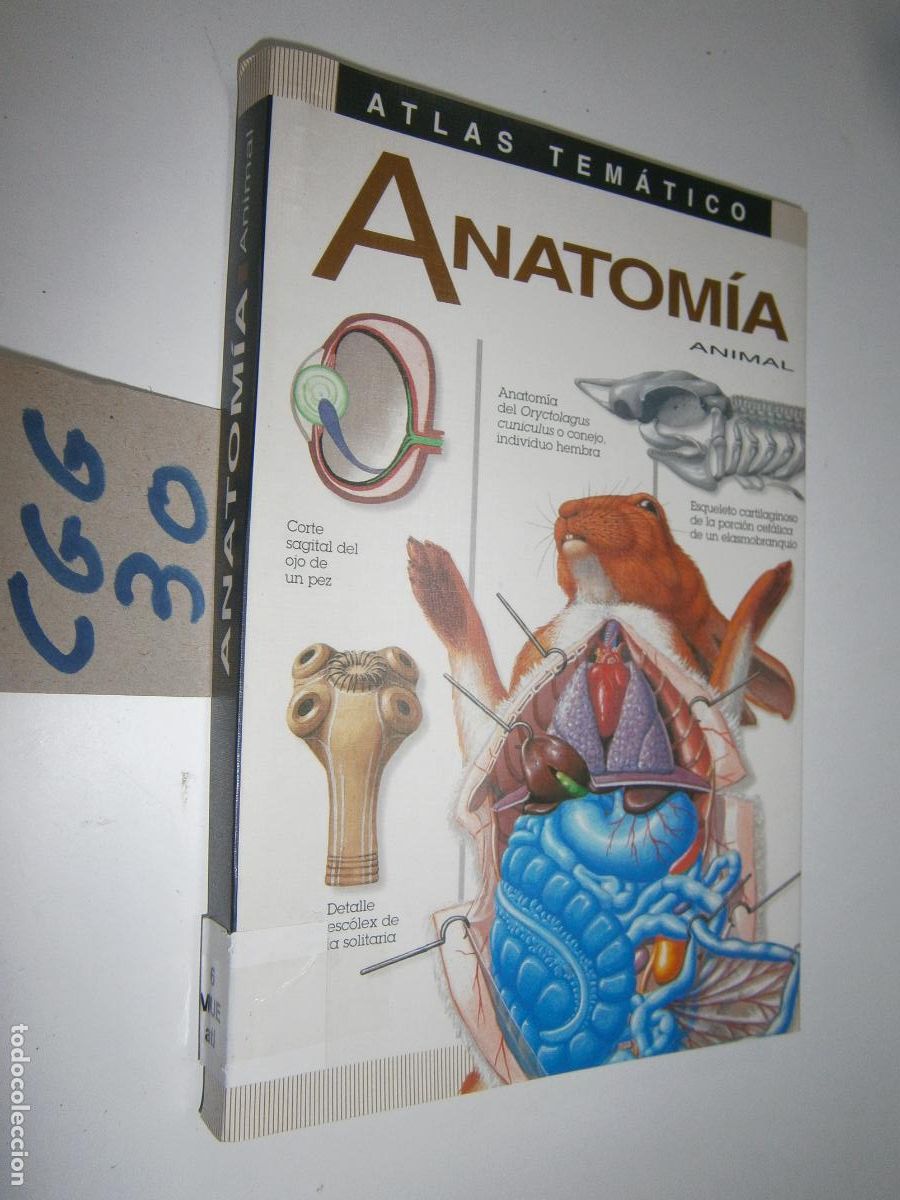Libros de segunda mano: -- ANATOMIA ANIMAL -- - Foto 1