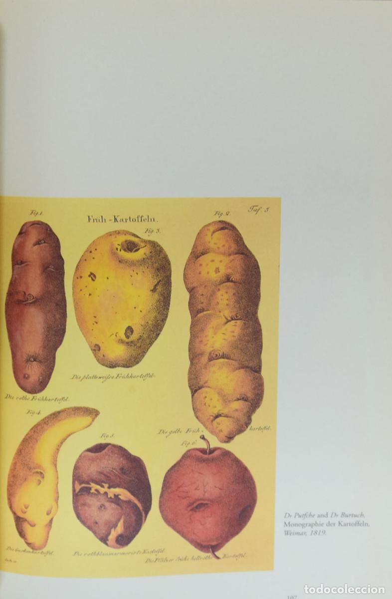 Libros de segunda mano: BOTANICAL ILUSTRATION - Willliam WHEELER - Foto 5