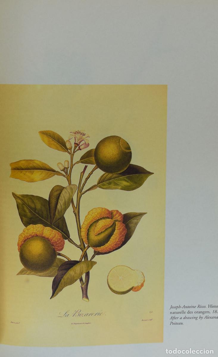 Libros de segunda mano: BOTANICAL ILUSTRATION - Willliam WHEELER - Foto 6