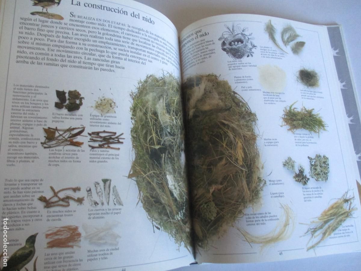 Libros de segunda mano: DAVID BURNIE El p&aacute;jaro y su nido W29280 - Foto 3