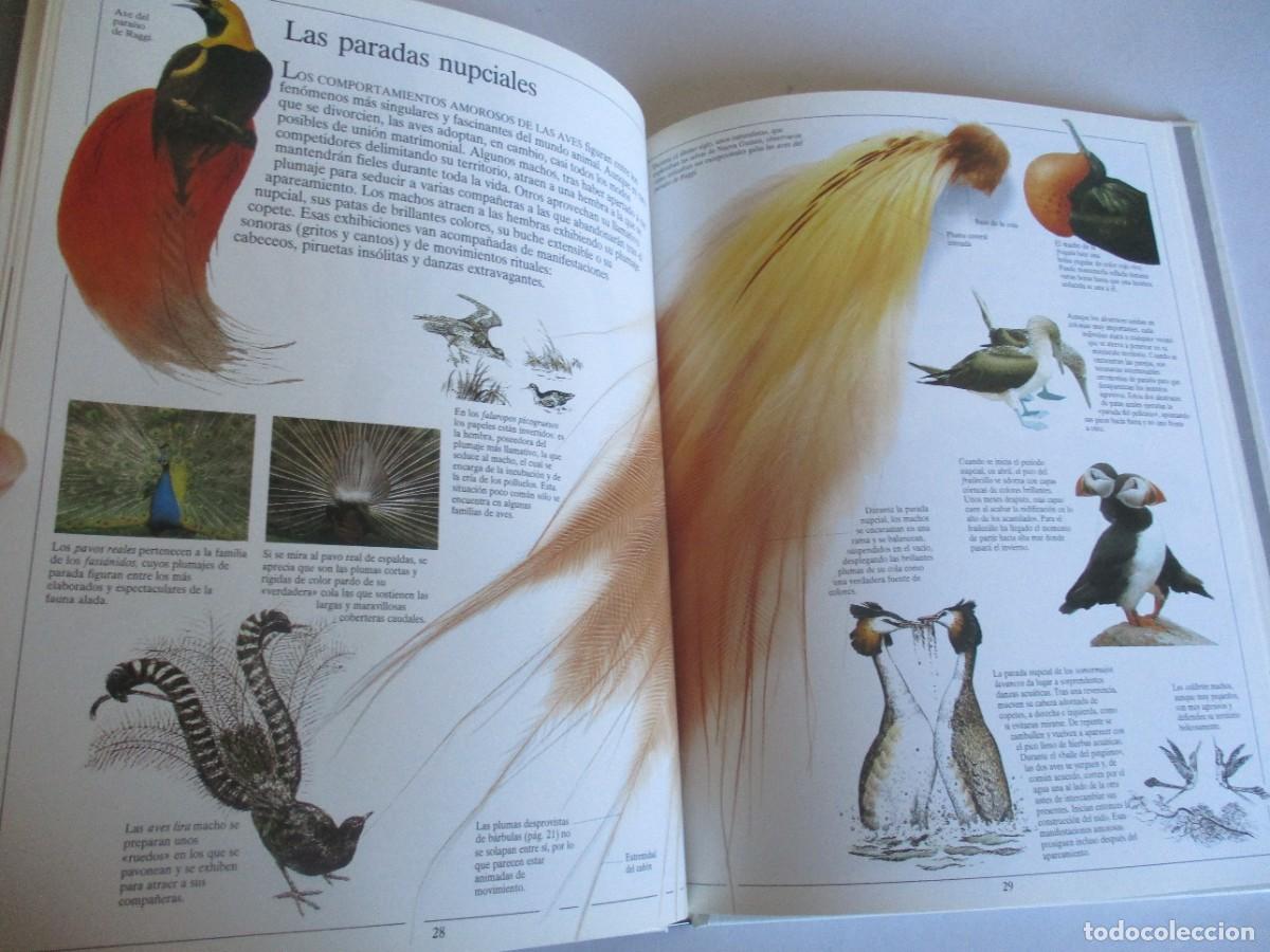 Libros de segunda mano: DAVID BURNIE El p&aacute;jaro y su nido W29280 - Foto 4