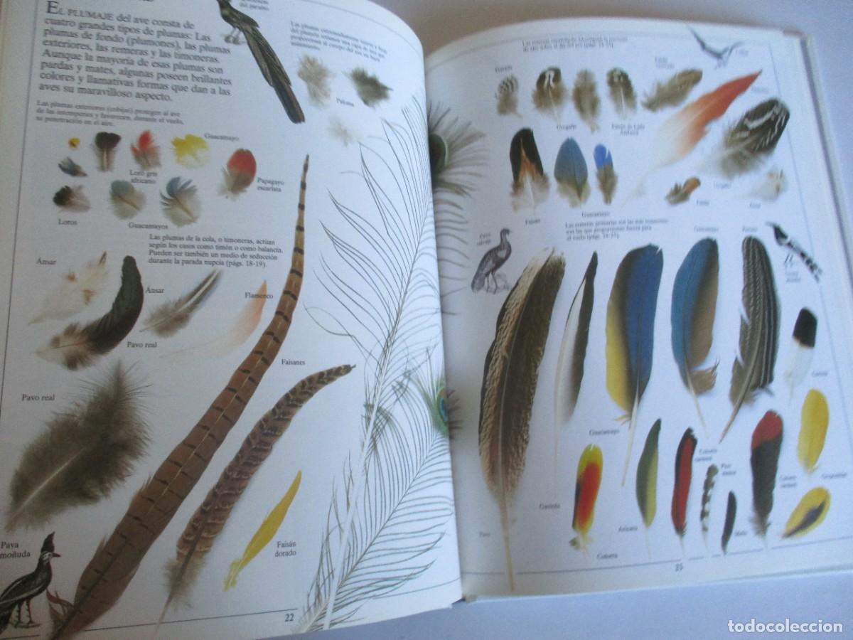 Libros de segunda mano: DAVID BURNIE El p&aacute;jaro y su nido W29280 - Foto 5