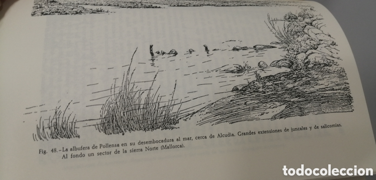 Libros de segunda mano: El medio y la vida en las Baleares Guillermo Colom - Foto 14