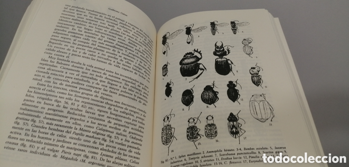 Libros de segunda mano: El medio y la vida en las Baleares Guillermo Colom - Foto 18