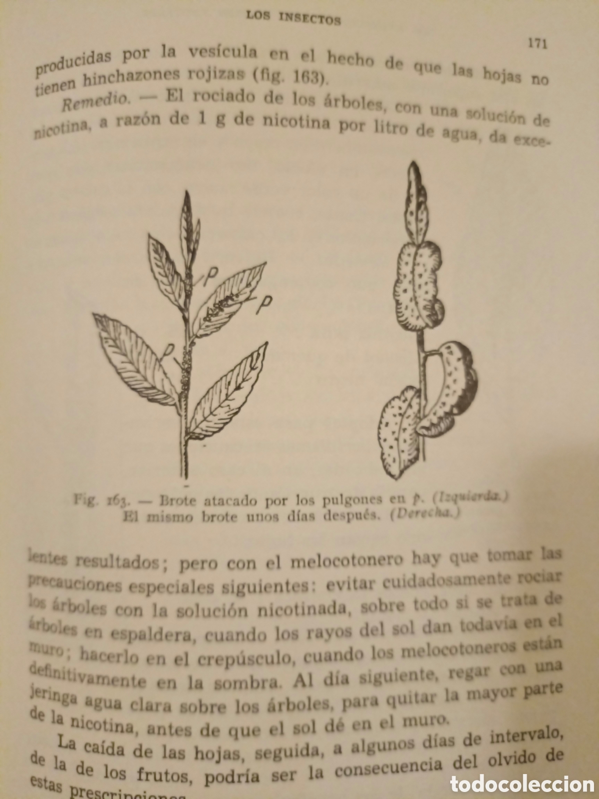 Libros de segunda mano: Manual de Arboricultura Frutal - Foto 8