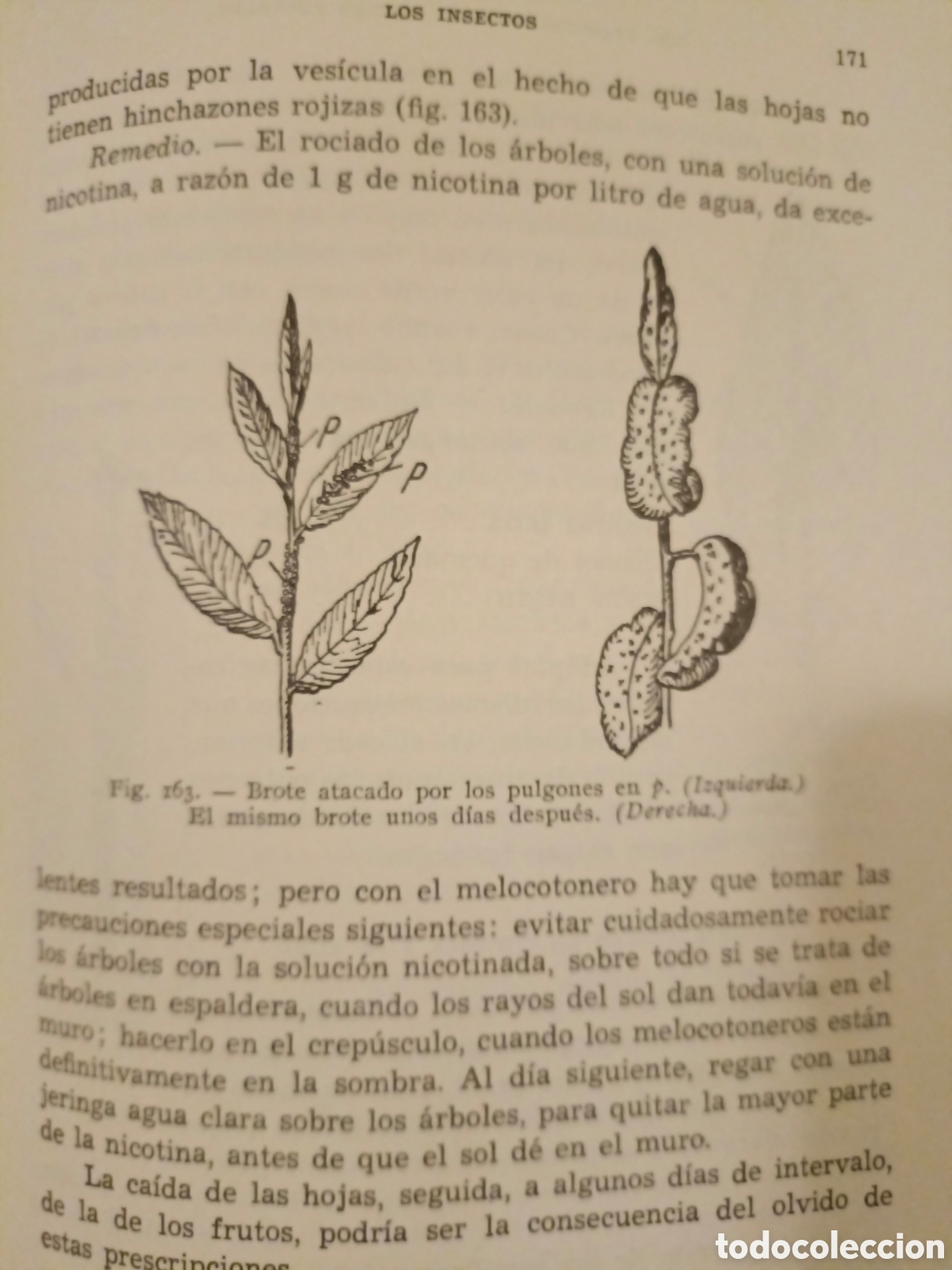 Libros de segunda mano: Manual de Arboricultura Frutal - Foto 9