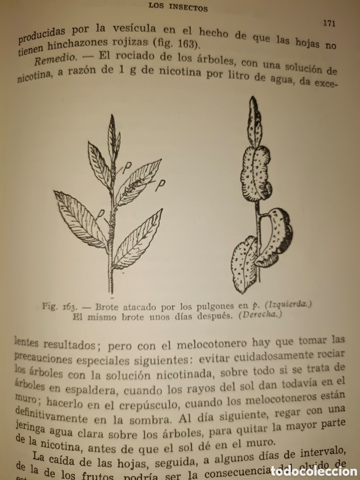 Libros de segunda mano: Manual de Arboricultura Frutal - Foto 10