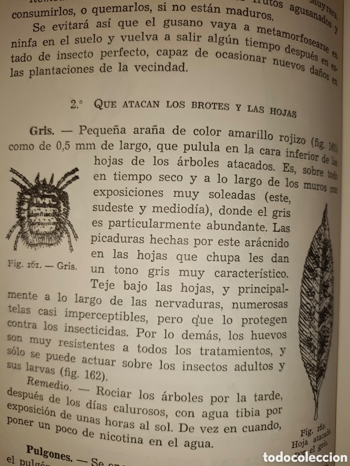 Libros de segunda mano: Manual de Arboricultura Frutal - Foto 11
