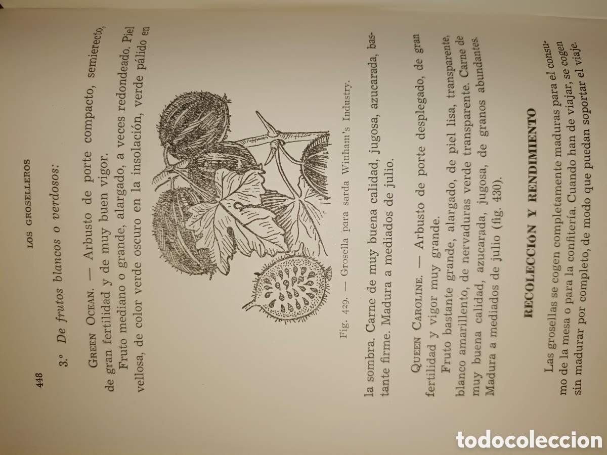 Libros de segunda mano: Manual de Arboricultura Frutal - Foto 12