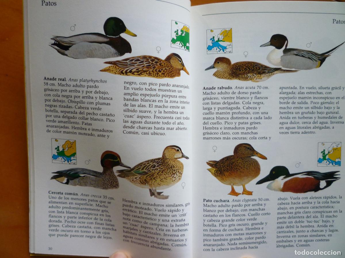 Libros de segunda mano: GUIA CELESTE DE LAS AVES - Foto 3