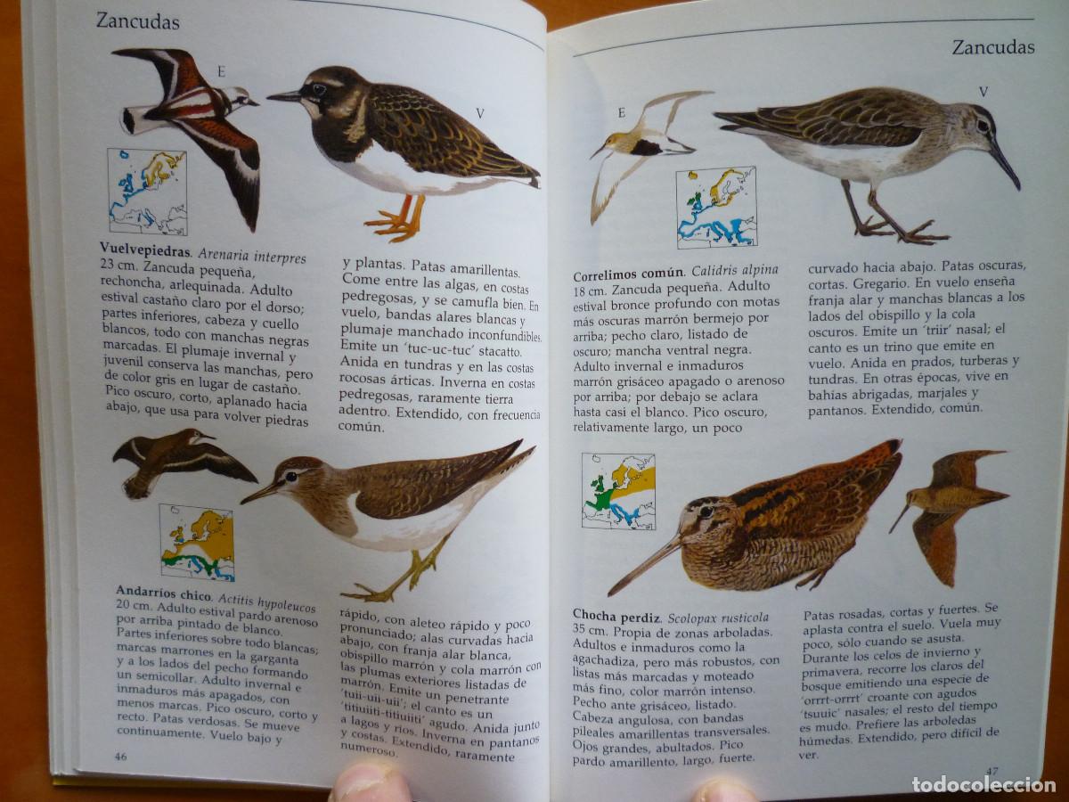 Libros de segunda mano: GUIA CELESTE DE LAS AVES - Foto 4
