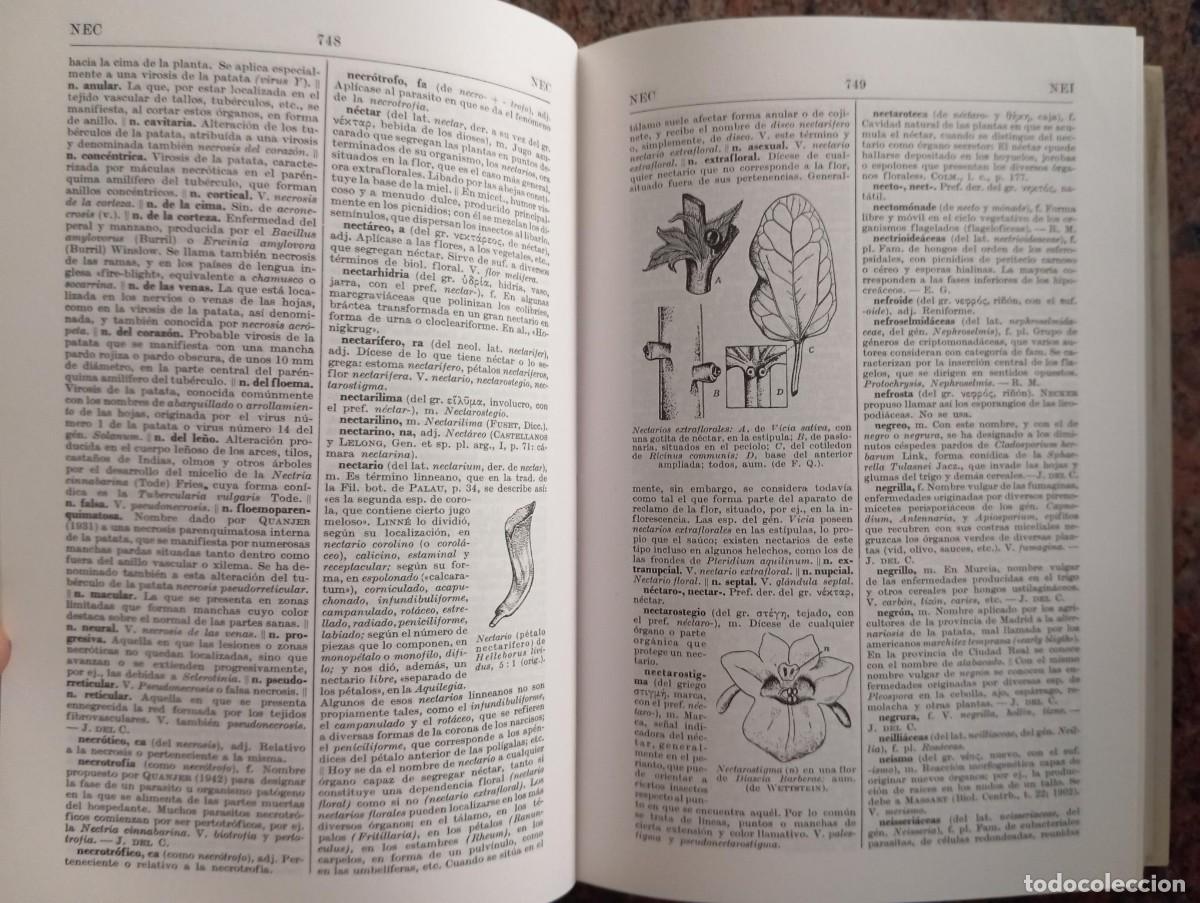 Libros de segunda mano: DICCIONARIO DE BOTANICA - PIO FONT QUER- 2 TOMOS - Foto 4