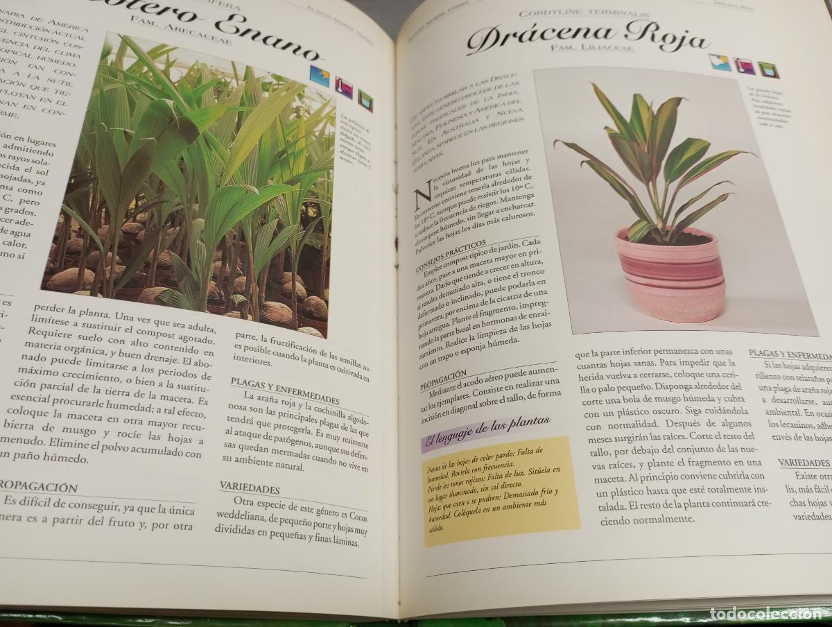 Libros de segunda mano: EL LIBRO DE ORO DE LAS PLANTAS DE INTERIOR / EDITORIAL LIBSA 1998 - Foto 3