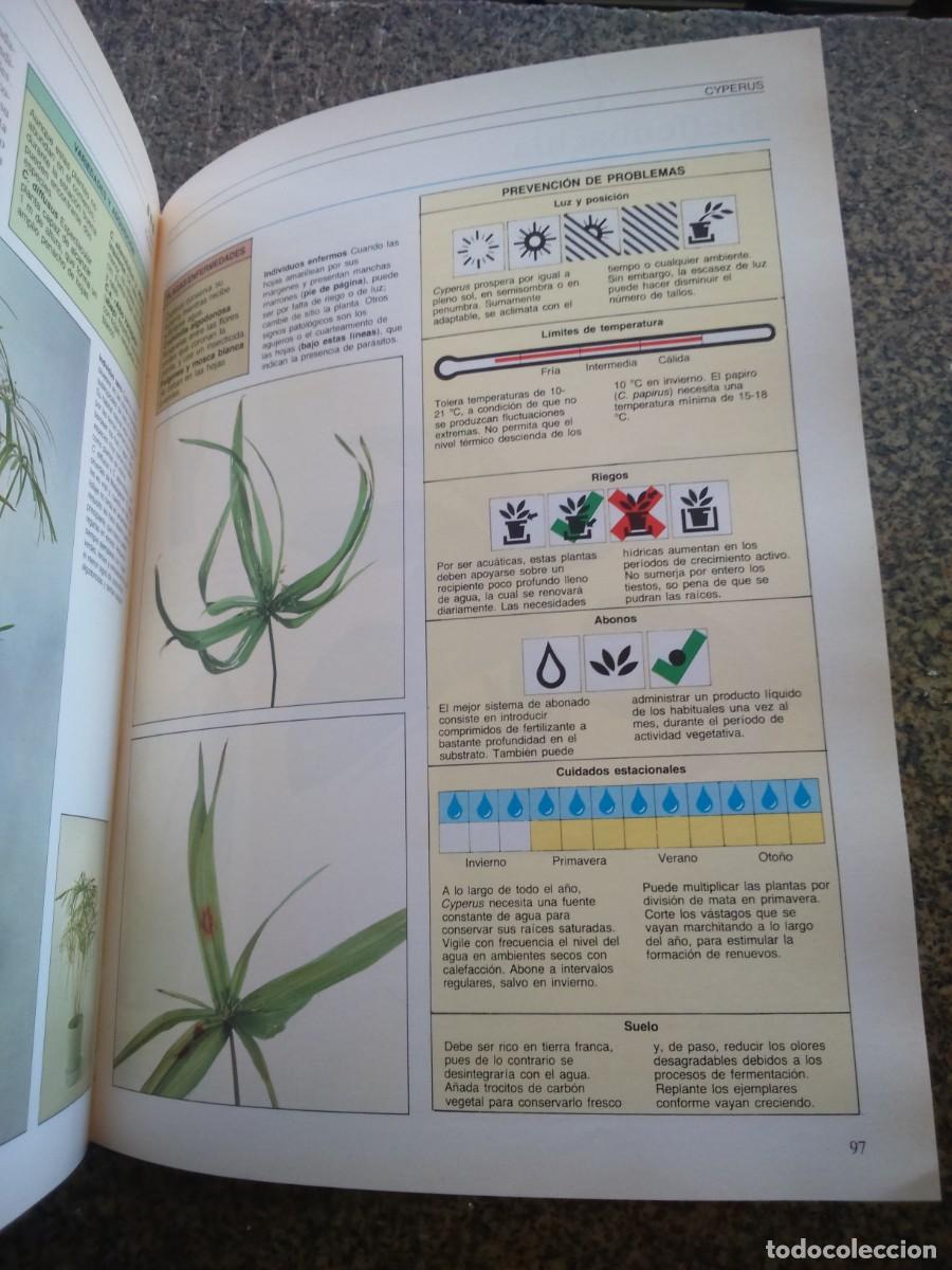 Libros de segunda mano: MANUAL PRACTICO PARA EL CUIDADO DE LAS PLANTAS DE INTERIOR -- WILLIAM DAVIDSON -- 1986 -- - Foto 2