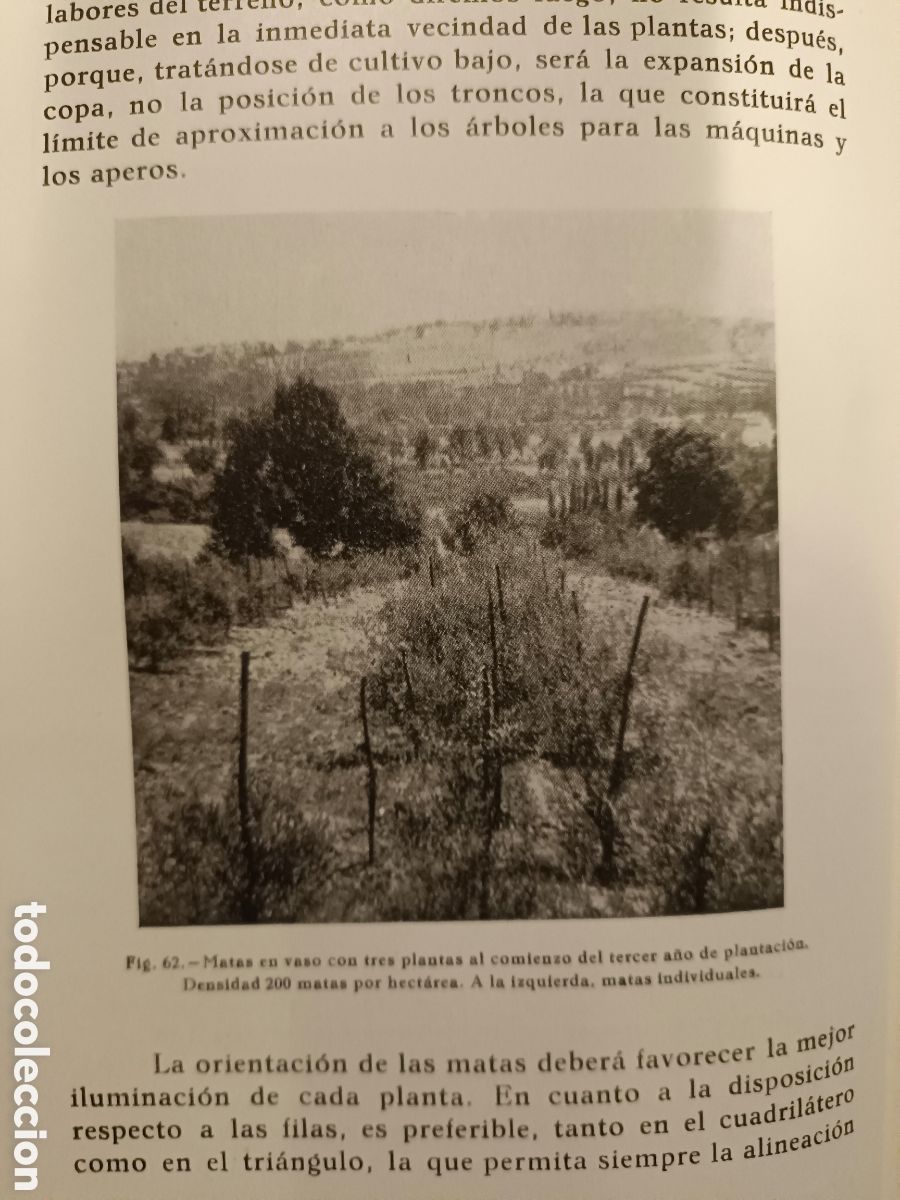 Libros de segunda mano: Olivos Aceites y Jabones - Foto 4
