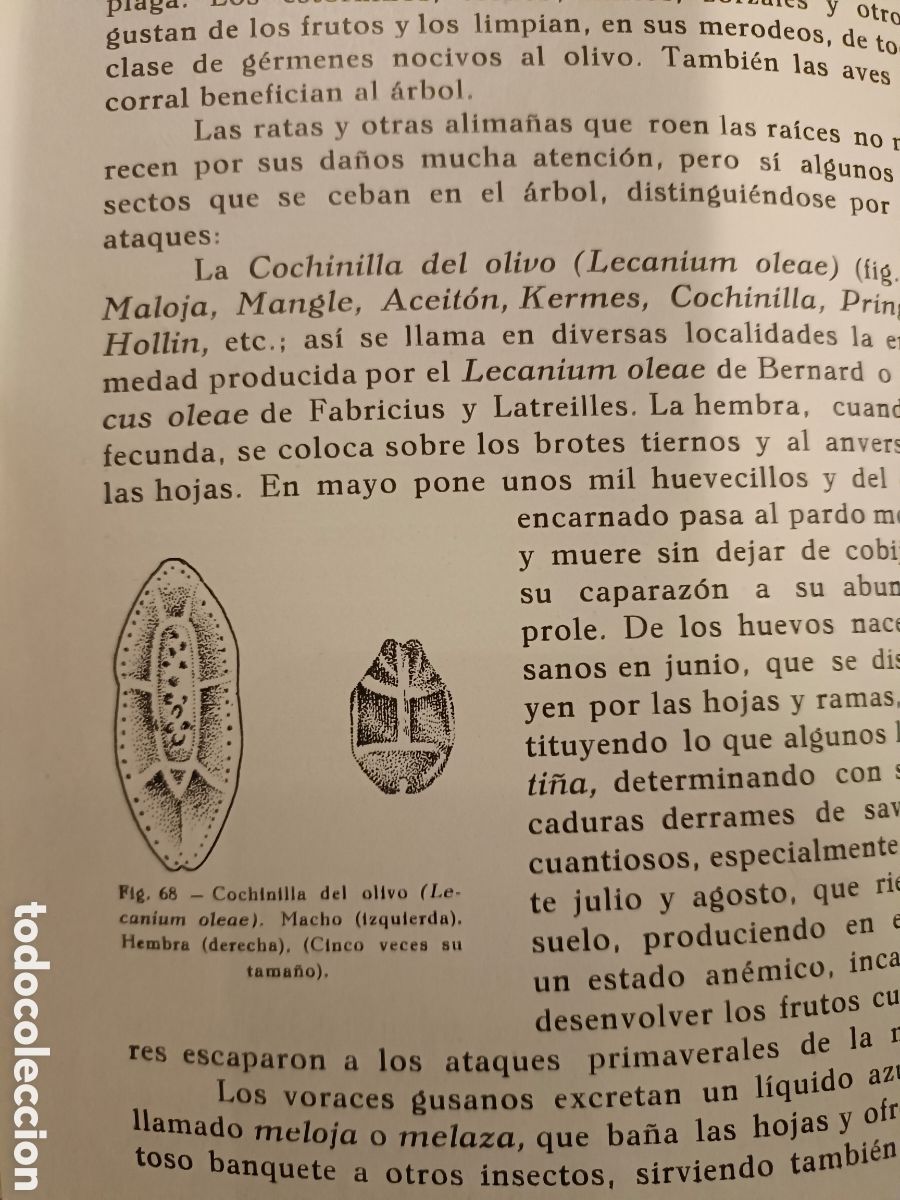 Libros de segunda mano: Olivos Aceites y Jabones - Foto 6