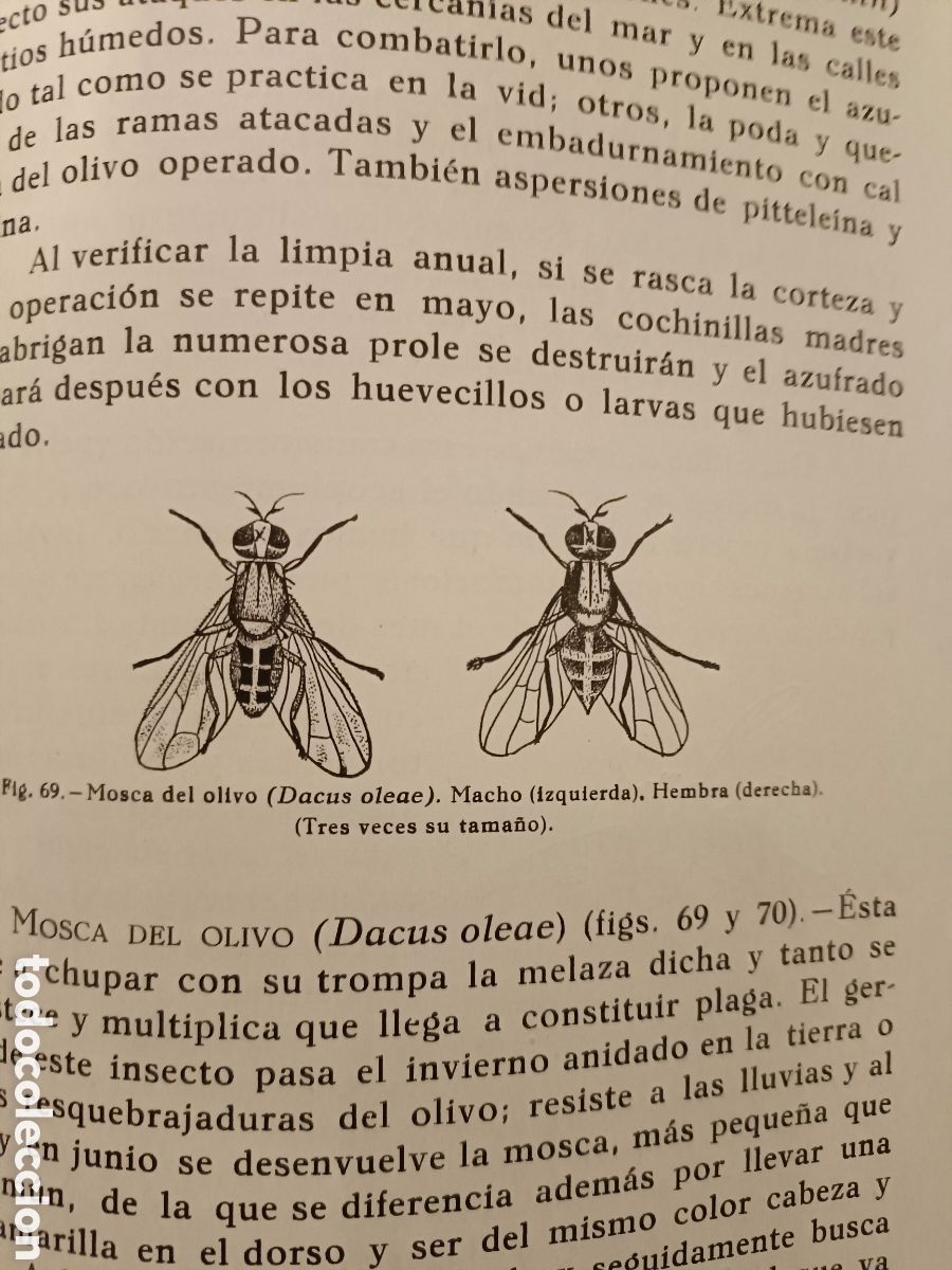 Libros de segunda mano: Olivos Aceites y Jabones - Foto 7
