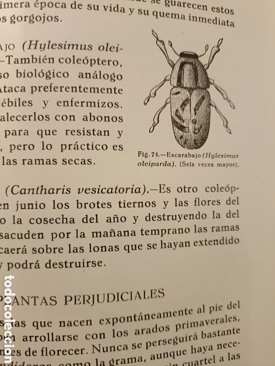 Libros de segunda mano: Olivos Aceites y Jabones - Foto 8