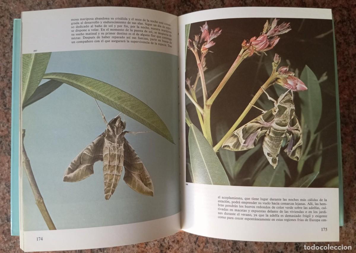 Libros de segunda mano: ENCICLOPEDIA DE LAS MARIPOSAS - SUSAETA - Foto 2