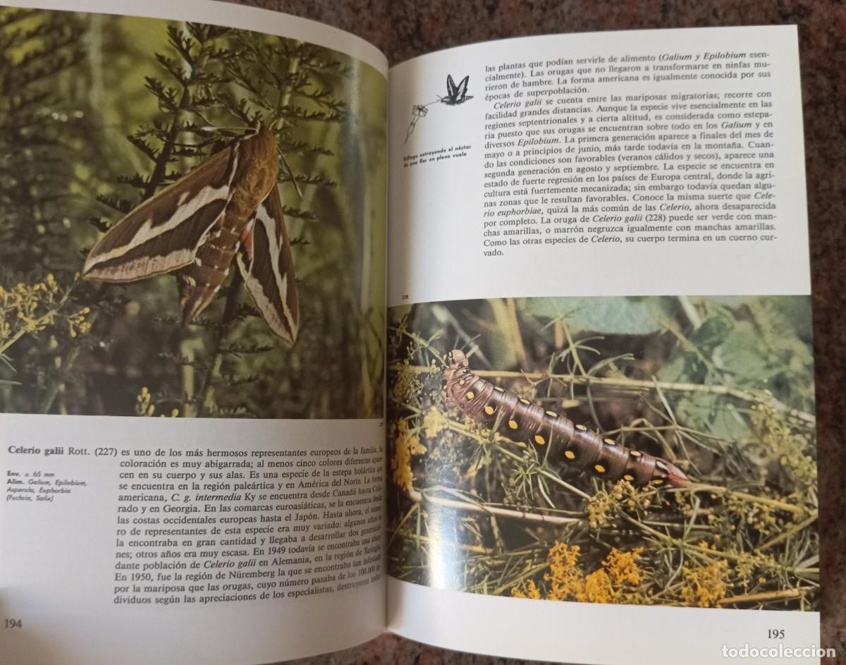Libros de segunda mano: ENCICLOPEDIA DE LAS MARIPOSAS - SUSAETA - Foto 3